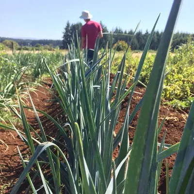 Farm in Western Oregon